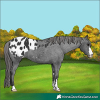 Horse Color:Black Blanket 