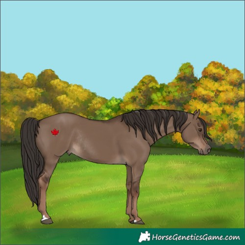 Horse Color:Liver Red Dun Rabicano 