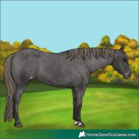Horse Color:Smoky Black Appaloosa 