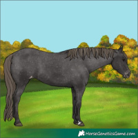 Horse Color:Smoky Black Varnish 