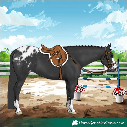 Horse Color:Black Appaloosa 