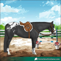 Horse Color:Black Appaloosa