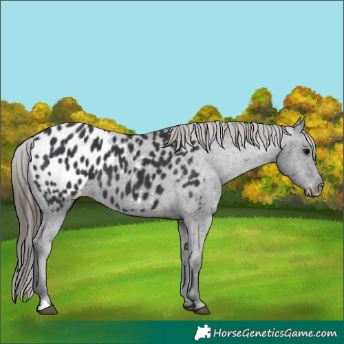 Horse Color:Black Appaloosa 