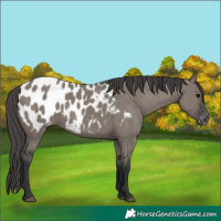 Horse Color:Grullo Appaloosa 