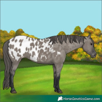 Horse Color:Grullo Near Leopard 