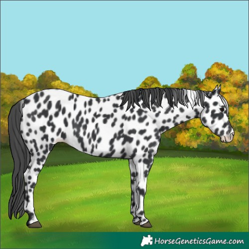 Horse Color:Black Leopard 