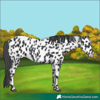Horse Color:Black Appaloosa 