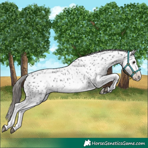 Horse Color:White Spotted Blue Roan Splash Frame Leopard 