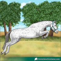 Horse Color:White Spotted Blue Roan Splash Frame Appaloosa 