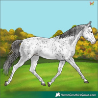 Horse Color:White Spotted Blue Roan Splash Frame Appaloosa 