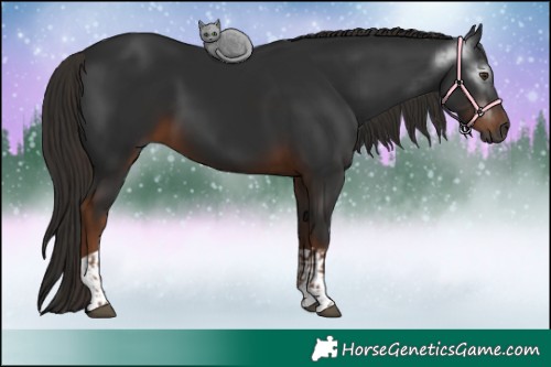 Horse Color:Gray Liver Chestnut and Gray Liver Chestnut