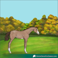 Horse Color:Classic Champagne