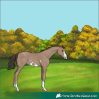 Horse Color:Classic Champagne 