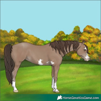 Horse Color:Classic Champagne 