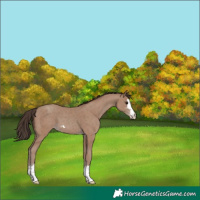 Horse Color:Classic Champagne 