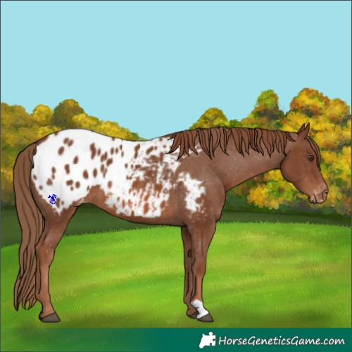 Horse Color:Chestnut Appaloosa 