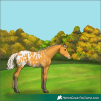 Horse Color:Silver Buckskin Appaloosa 