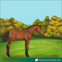 Horse Color:Bay 
