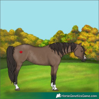 Horse Color:Liver Red Dun Rabicano 