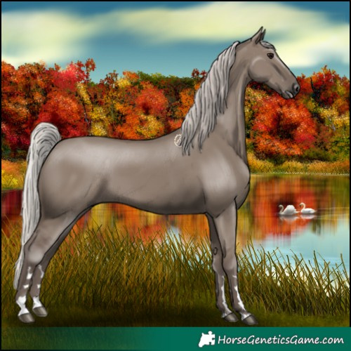 Horse Color:Silver Grullo 