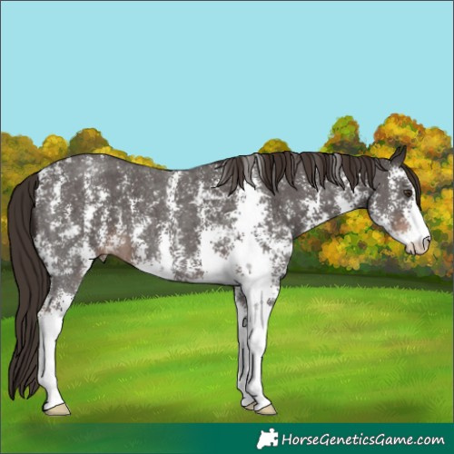 Horse Color:Liver Chestnut Sabino 