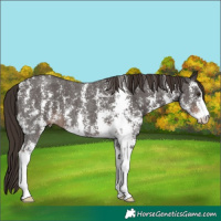 Horse Color:Liver Chestnut Sabino