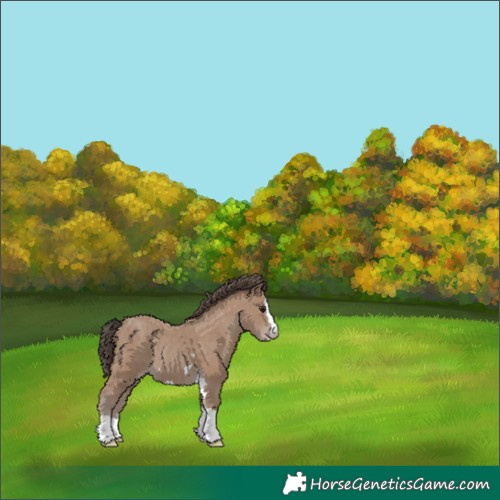 Horse Color:Classic Champagne 