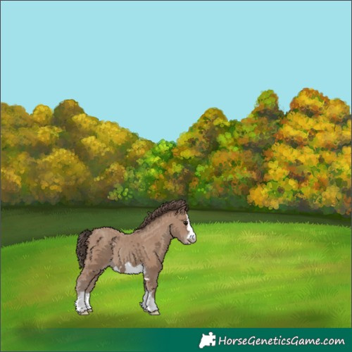 Horse Color:Classic Champagne 