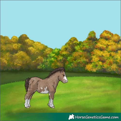 Horse Color:Classic Champagne 