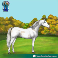 Horse Color:Silver Buckskin Roan Dun Harlequin Merle Splash 