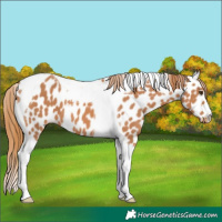 Horse Color:Chestnut Tobiano Leopard 