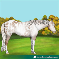 Horse Color:Gray Silver Classic Champagne Tobiano Appaloosa 