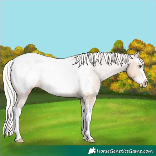 Horse Color:Silver Bay Pearl Splash Appaloosa 