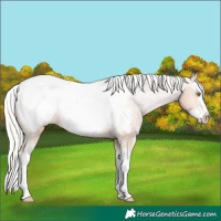Horse Color:Silver Bay Pearl Splash Appaloosa 