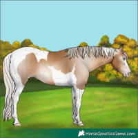 Horse Color:Gray Silver Amber Champagne Tobiano