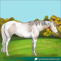 Horse Color:Gray Silver Amber Champagne Tobiano 