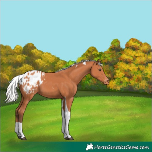 Horse Color:Silver Bay Tobiano Blanket 