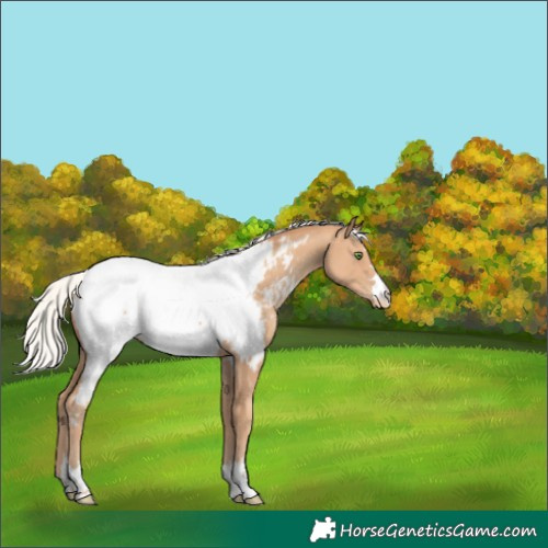 Horse Color:Silver Classic Champagne Near Fewspot 