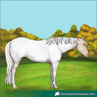 Horse Color:Silver Classic Champagne Tobiano Near Fewspot 