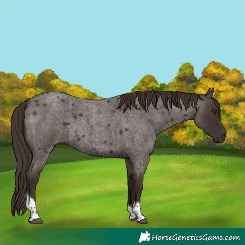 Horse Color:Liver Red Roan Tobiano 