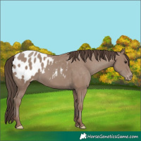 Horse Color:Classic Champagne Appaloosa 
