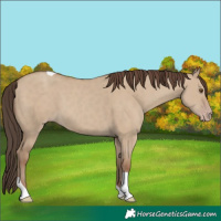 Horse Color:Classic Champagne Dun Tobiano 