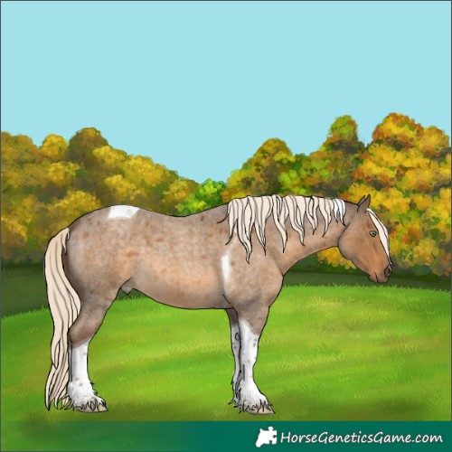 Horse Color:Chocolate Palomino Roan Tobiano 