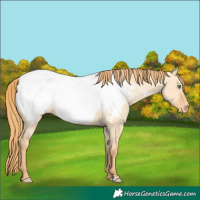 Horse Color:Gold Champagne Dun Appaloosa 