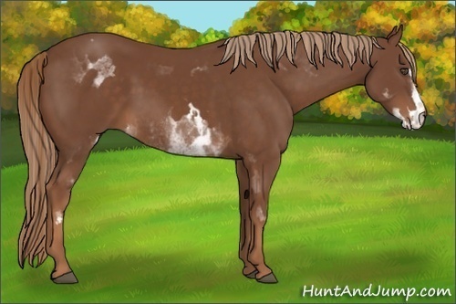 Horse Color:White Spotted Chestnut Sabino Frame
