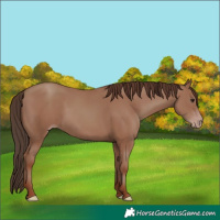 Horse Color:Classic Champagne 