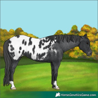 Horse Color:Black Near Leopard 