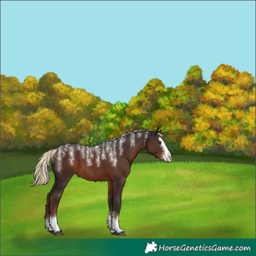 Horse Color:Powder White Liver Chestnut Sabino Splash 