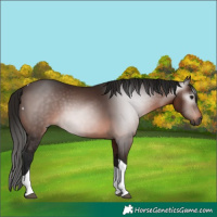 Horse Color:Gray Bay Tobiano 