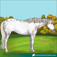 Horse Color:Silver Grullo Sabino Frame Appaloosa 